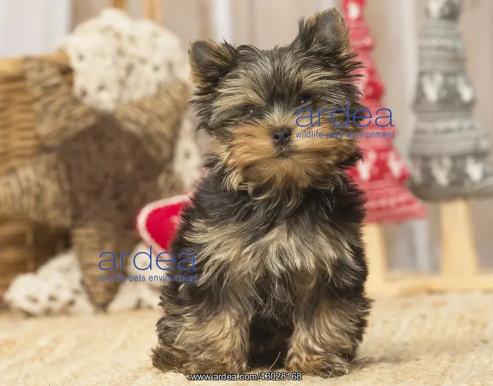  : Yorkshire Terrier puppy dog indoors