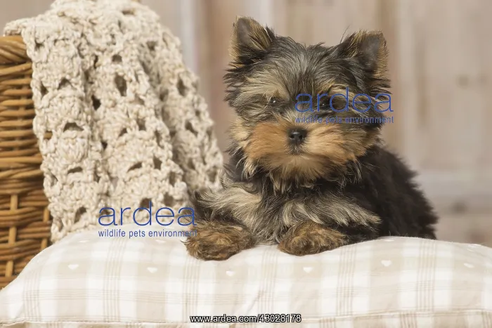  : Yorkshire Terrier puppy dog indoors