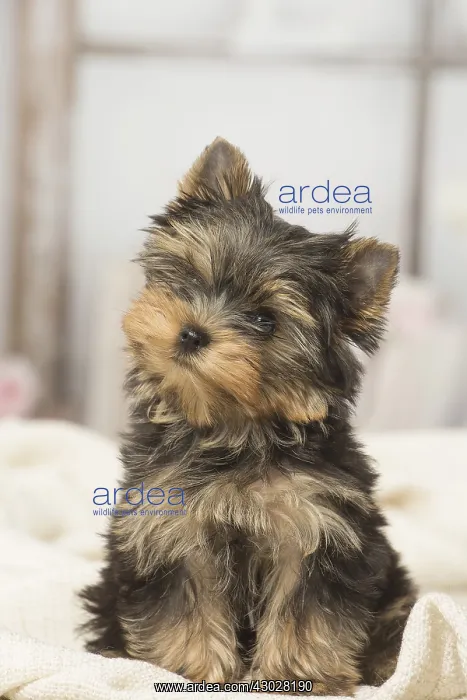  : Yorkshire Terrier puppy dog indoors