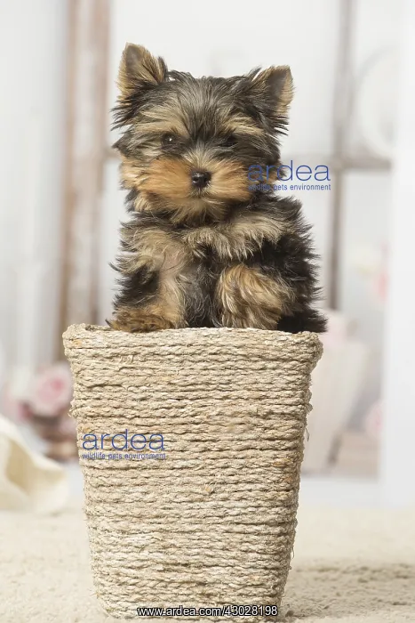  : Yorkshire Terrier puppy dog indoors