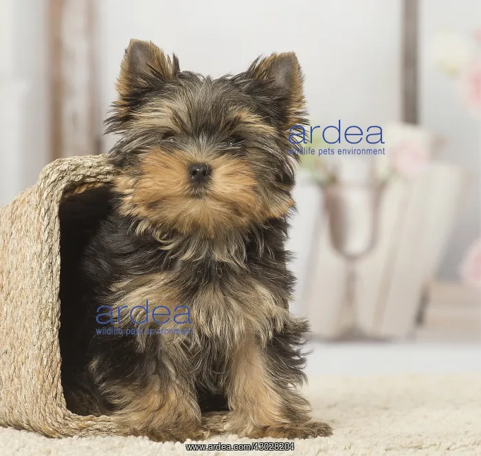  : Yorkshire Terrier puppy dog indoors