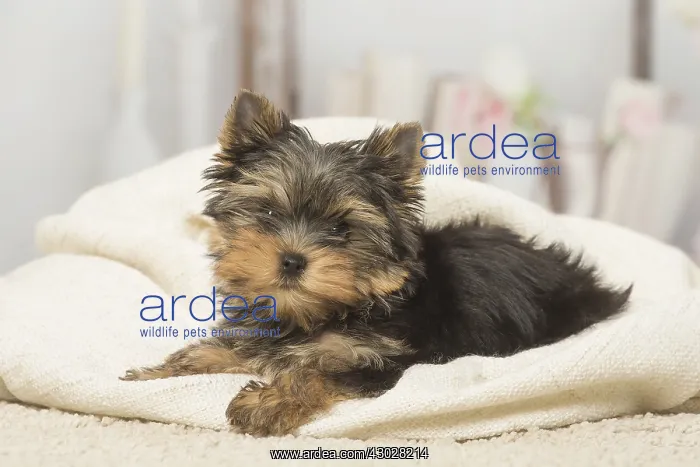  : Yorkshire Terrier puppy dog indoors