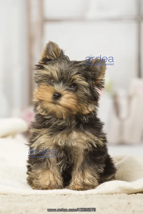  : Yorkshire Terrier puppy dog indoors