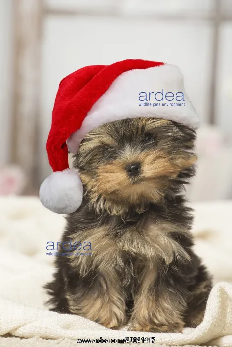 : Yorkshire Terrier puppy dog indoors wearing Christmas : Yorkshire Terrier puppy dog indoors wearing Christmas