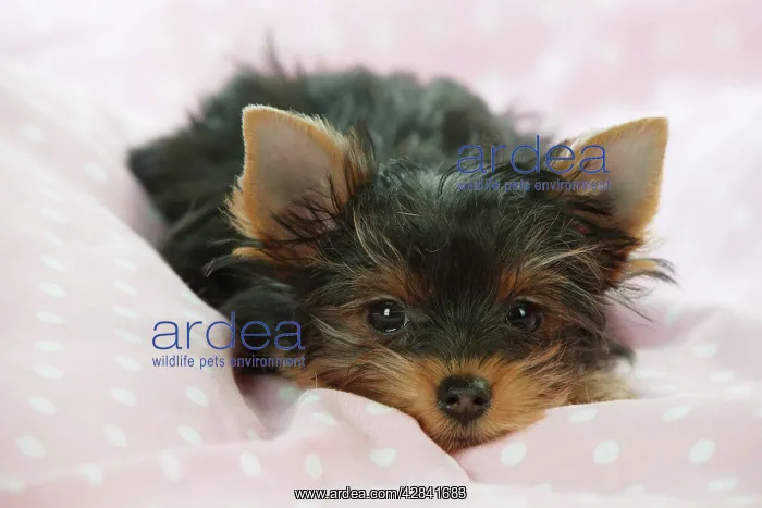  : Yorkshire terrier puppy laying down