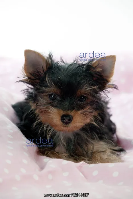  : Yorkshire terrier puppy laying down