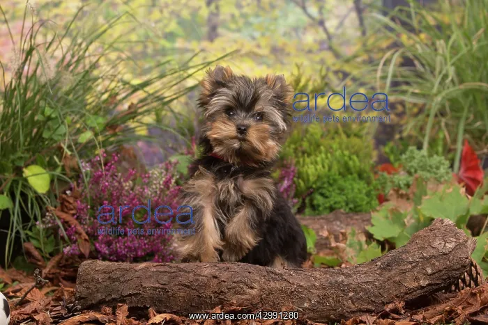 : Yorkshire Terrier puppy outdoors in Autumn : Yorkshire Terrier puppy outdoors in Autumn