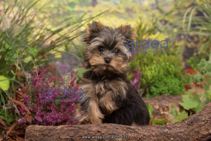 : Yorkshire Terrier puppy outdoors in Autumn : Yorkshire Terrier puppy outdoors in Autumn