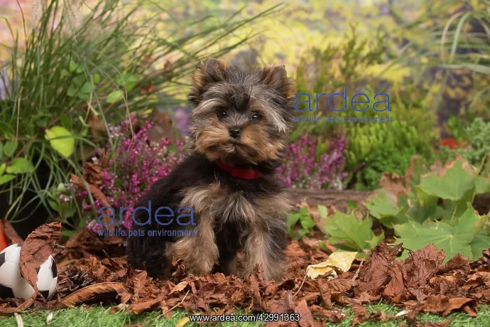 : Yorkshire Terrier puppy outdoors in Autumn : Yorkshire Terrier puppy outdoors in Autumn