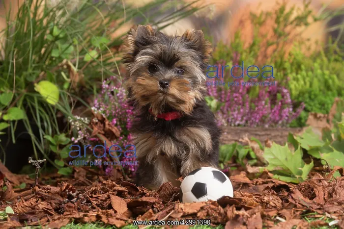 : Yorkshire Terrier puppy outdoors in Autumn : Yorkshire Terrier puppy outdoors in Autumn