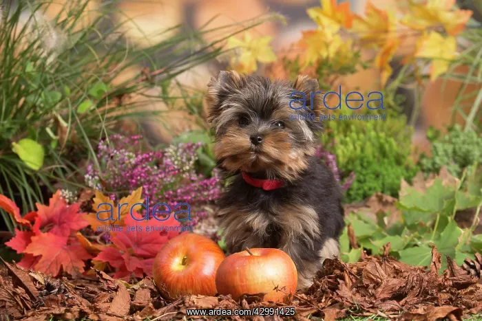 : Yorkshire Terrier puppy outdoors in Autumn : Yorkshire Terrier puppy outdoors in Autumn