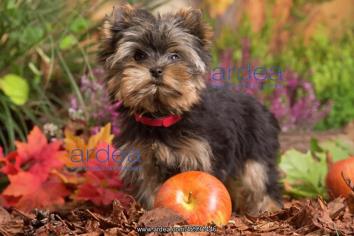  : Yorkshire Terrier puppy outdoors in Autumn