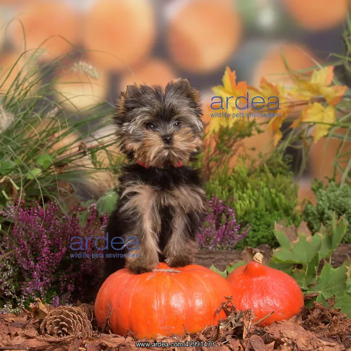 : Yorkshire Terrier puppy outdoors in Autumn : Yorkshire Terrier puppy outdoors in Autumn
