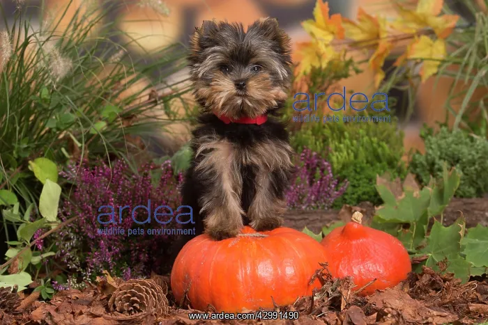 : Yorkshire Terrier puppy outdoors in Autumn : Yorkshire Terrier puppy outdoors in Autumn