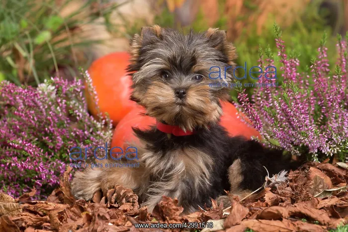 : Yorkshire Terrier puppy outdoors in Autumn : Yorkshire Terrier puppy outdoors in Autumn