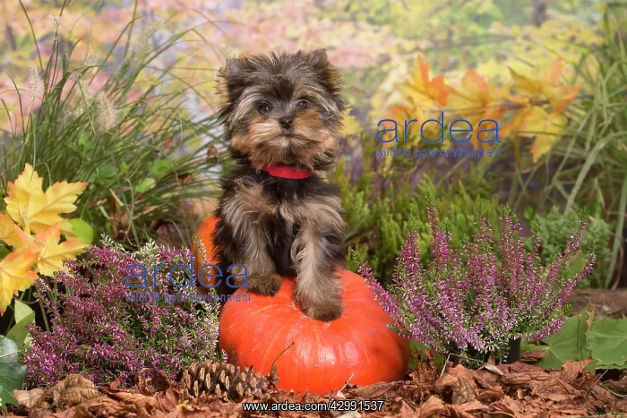 : Yorkshire Terrier puppy outdoors in Autumn : Yorkshire Terrier puppy outdoors in Autumn