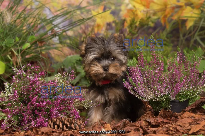 : Yorkshire Terrier puppy outdoors in Autumn : Yorkshire Terrier puppy outdoors in Autumn