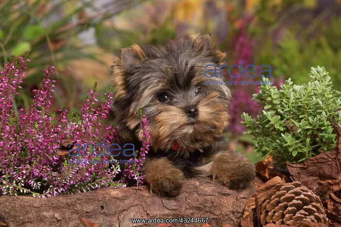 : Yorkshire Terrier puppy outdoors in Autumn : Yorkshire Terrier puppy outdoors in Autumn