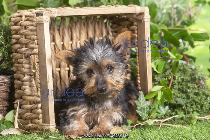 : Yorkshire Terrier puppy outdoors in the garden : Yorkshire Terrier puppy outdoors in the garden