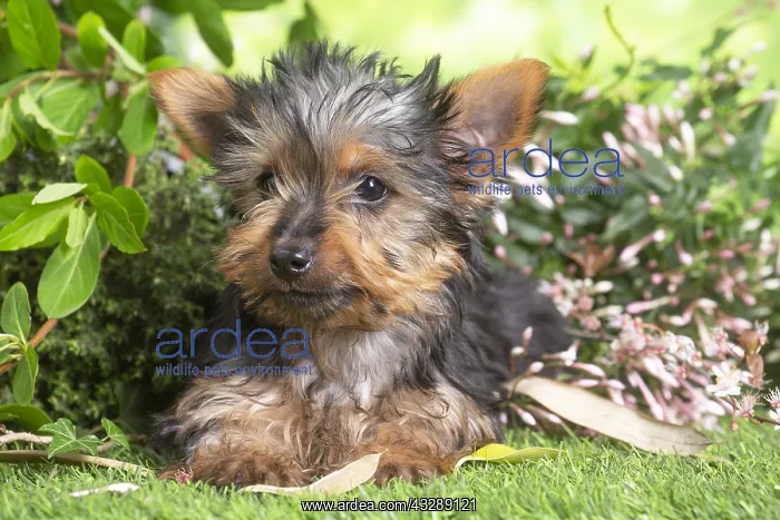 : Yorkshire Terrier puppy outdoors in the garden : Yorkshire Terrier puppy outdoors in the garden