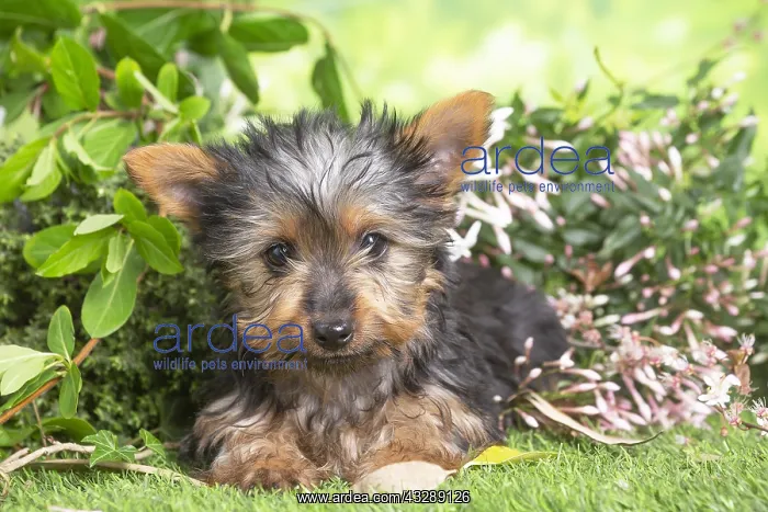 : Yorkshire Terrier puppy outdoors in the garden : Yorkshire Terrier puppy outdoors in the garden