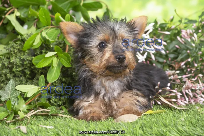 : Yorkshire Terrier puppy outdoors in the garden : Yorkshire Terrier puppy outdoors in the garden