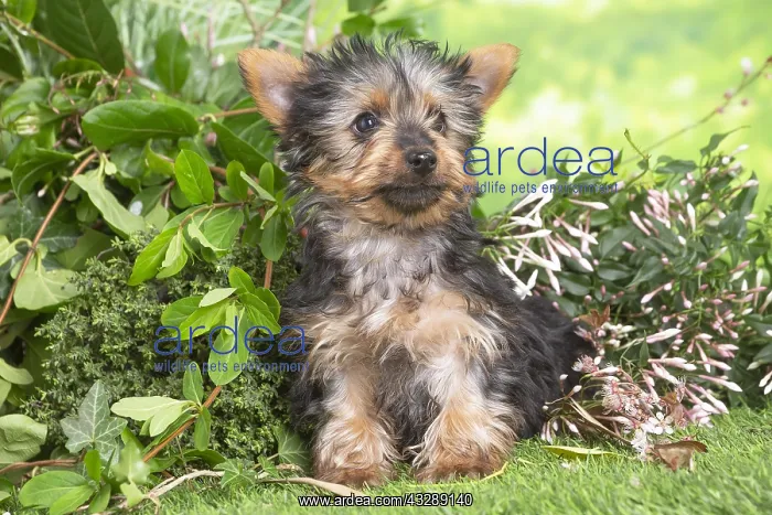 : Yorkshire Terrier puppy outdoors in the garden : Yorkshire Terrier puppy outdoors in the garden