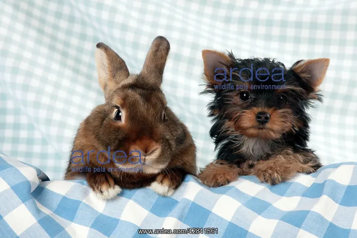 : Yorkshire terrier puppy sitting next to mini castor : Yorkshire terrier puppy sitting next to mini castor