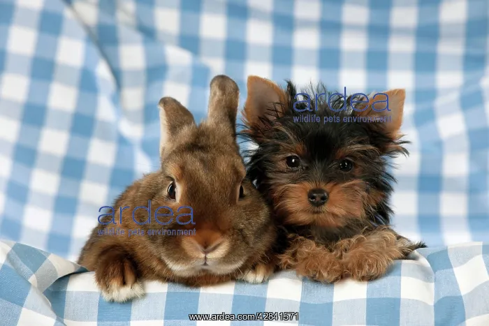 : Yorkshire terrier puppy sitting next to mini castor : Yorkshire terrier puppy sitting next to mini castor