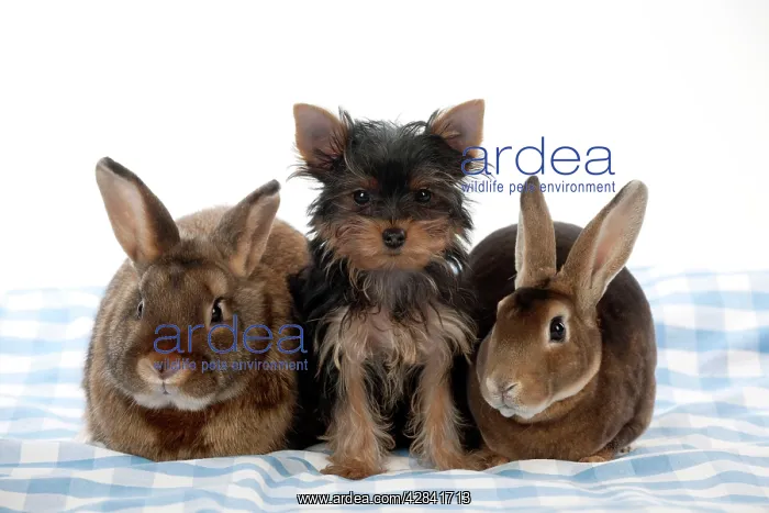 : Yorkshire terrier puppy sitting between mini castor rabbits : Yorkshire terrier puppy sitting between mini castor rabbits