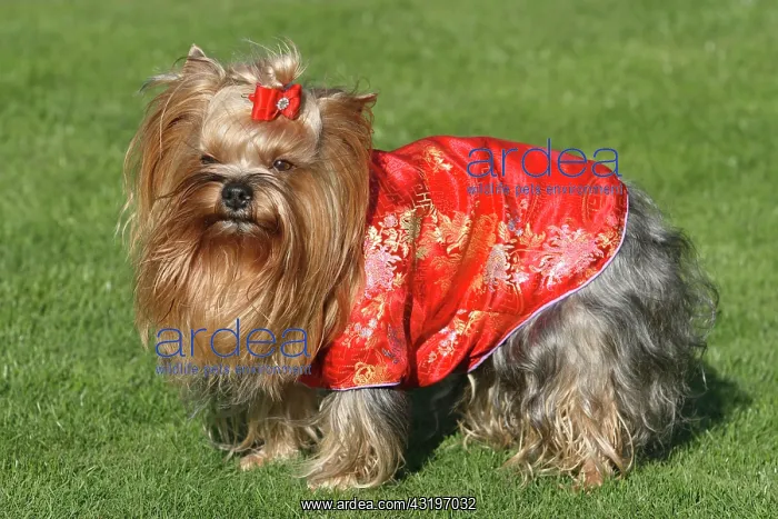: Yorkshire Terrier with a red silk jacket Yorkshire : Yorkshire Terrier with a red silk jacket Yorkshire