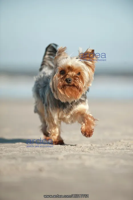 : Yorkshire Terrier running along the beach, Sankt : Yorkshire Terrier running along the beach, Sankt
