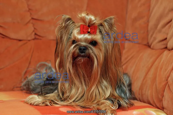 : Yorkshire Terrier sitting on a couch in a living : Yorkshire Terrier sitting on a couch in a living