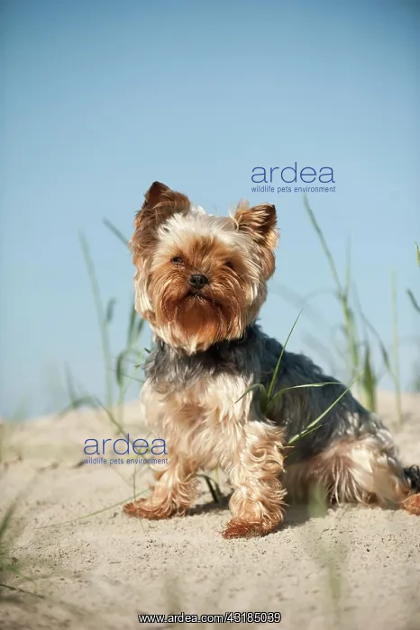 : Yorkshire Terrier sitting on a sand dune, Sankt : Yorkshire Terrier sitting on a sand dune, Sankt