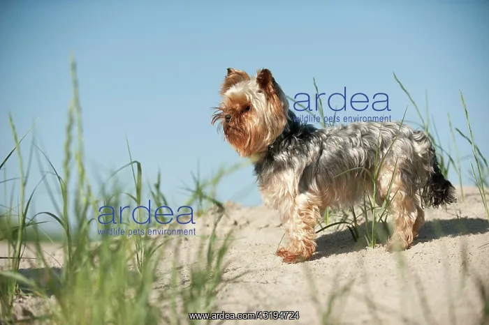 : Yorkshire Terrier standing on the beach, Sankt Peter-Ording : Yorkshire Terrier standing on the beach, Sankt Peter-Ording