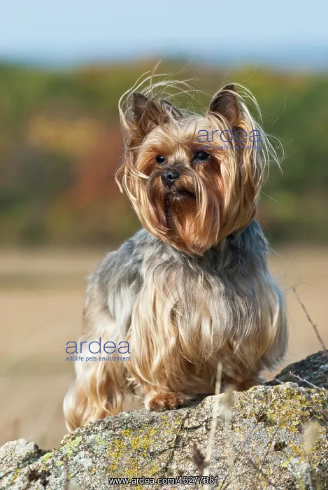 : Yorkshire Terrier, Yorkie, standing on rocks : Yorkshire Terrier, Yorkie, standing on rocks