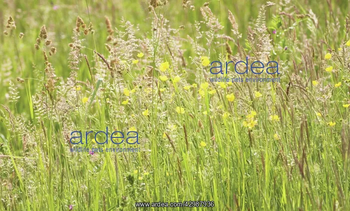 : Yorkshirefoggrass : Yorkshirefoggrass