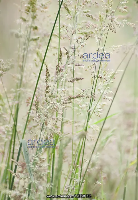 : Yorkshirefoggrass : Yorkshirefoggrass