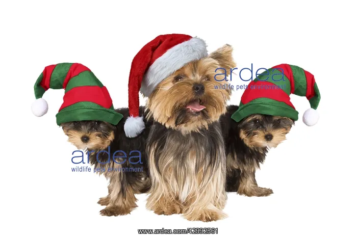 : Yorshire Terrier Dogs, with Father Christmas and Elf hats : Yorshire Terrier Dogs, with Father Christmas and Elf hats