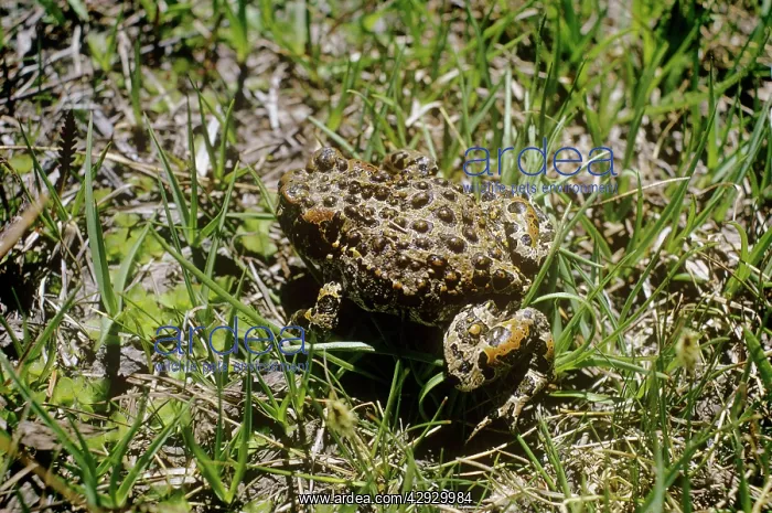 : Yosemite Spotted Toad - female : Yosemite Spotted Toad - female