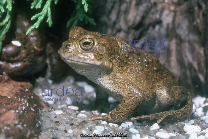 : Yosemite Toad : Yosemite Toad