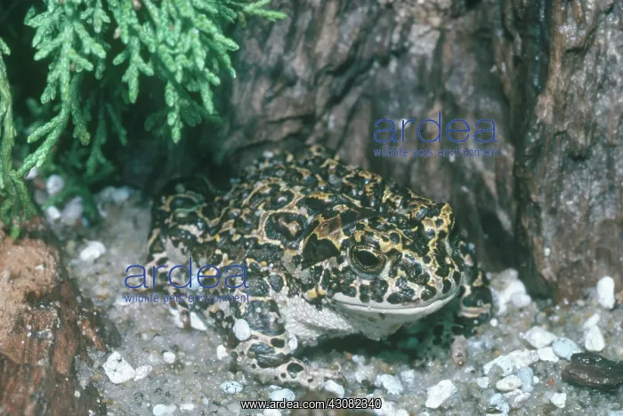  : Yosemite Toad