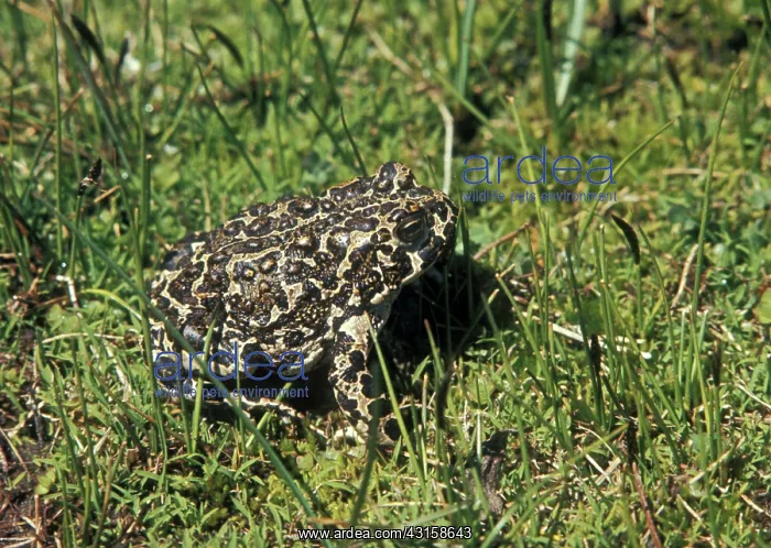 : Yosemite Toad (Bufo canorus) : Yosemite Toad (Bufo canorus)