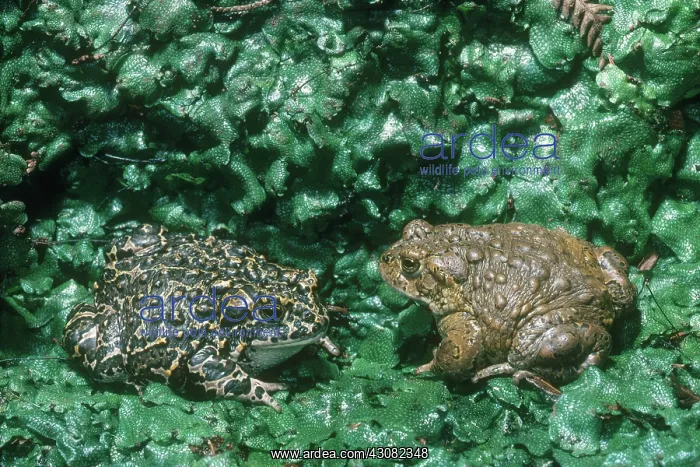 : Yosemite Toads : Yosemite Toads