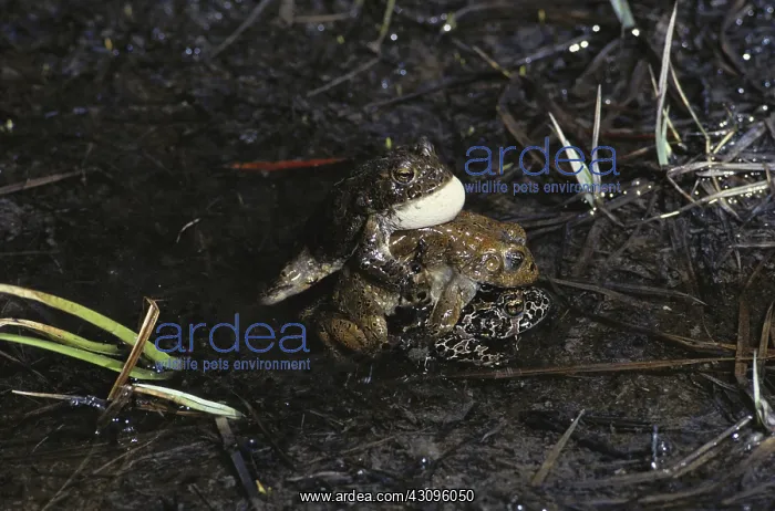 : Three Yosemite Toads : Three Yosemite Toads