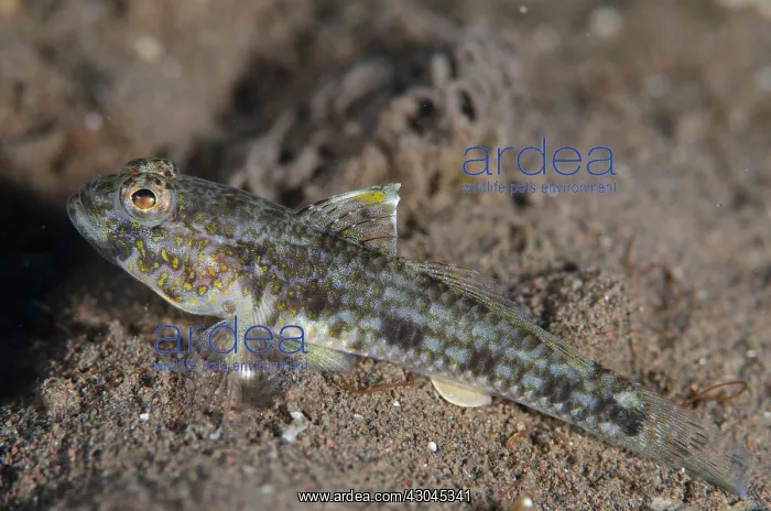 : Yoshigoui's Sandgoby - on sand - Batu Niti dive : Yoshigoui's Sandgoby - on sand - Batu Niti dive