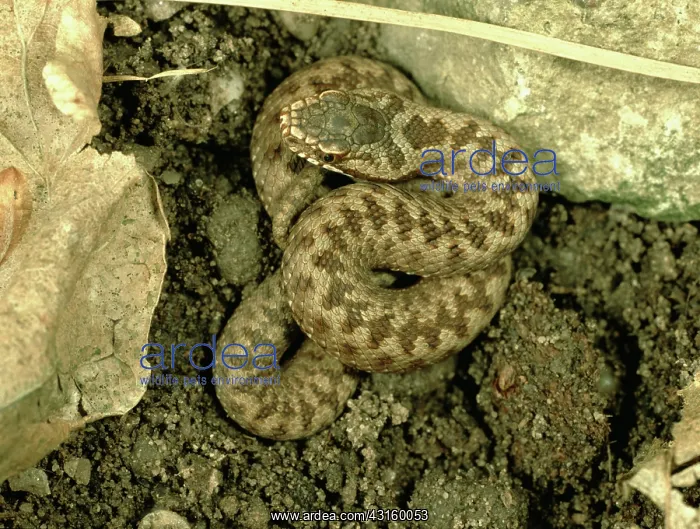 : Young adder : Young adder