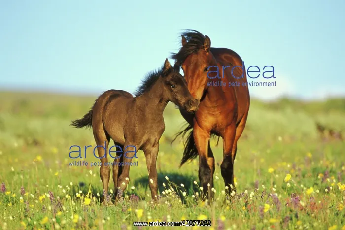 : Young adolescent wild horse checks out this years : Young adolescent wild horse checks out this years