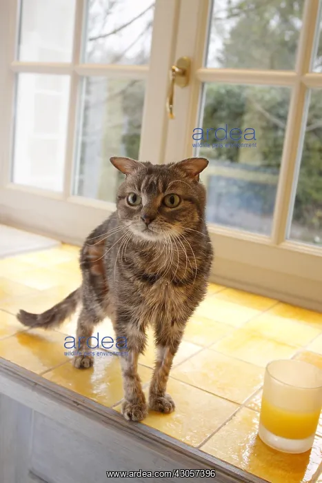 : Young adult cats in poor health recovered in the street : Young adult cats in poor health recovered in the street