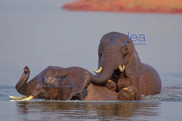 : Young African Elephant - Bulls engaging in dominance : Young African Elephant - Bulls engaging in dominance